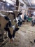 ​Производство молочной продукции в Андеге: открытие нового цеха и перспективы развития